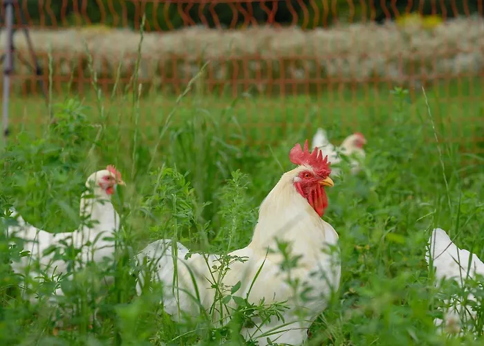 아파트 Helchenhof