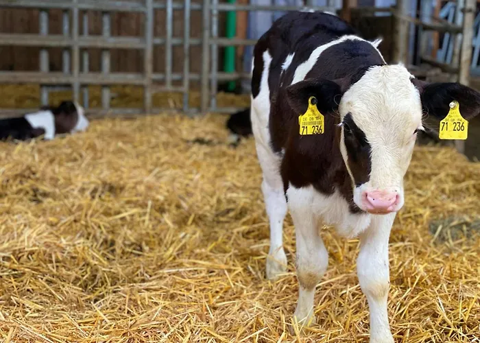 Helchenhof 아파트 위버링겐